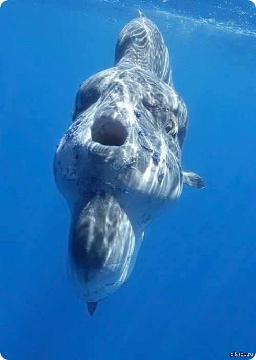 Необычные животные мирового океана. Mola Mola рыба. Океанская Солнечная рыба (Mola Mola). Рыба Луна мола мола. Моло моло рыба.