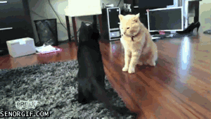 Fatality от черного