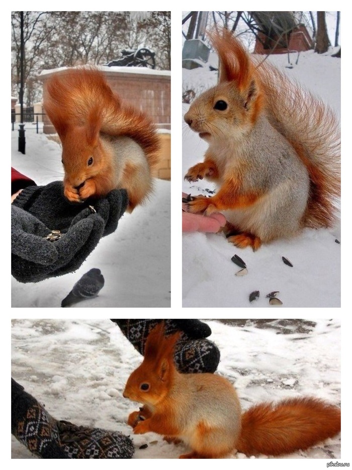 Kindness - Squirrel, Kindness, Help, Winter, Helping animals