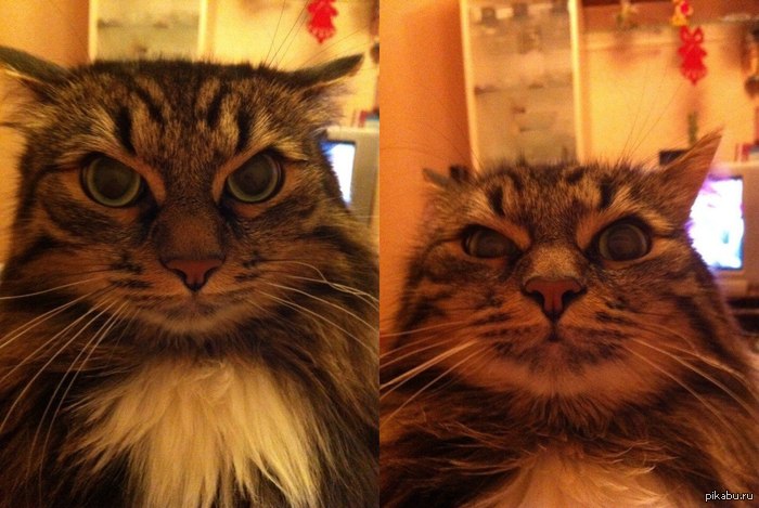 Недобрый кот смотрит на тебя