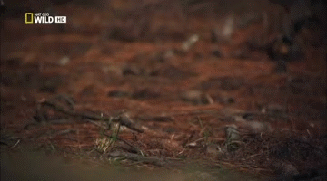 Охота на мышь