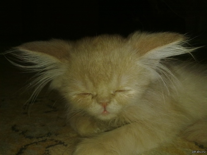 ������ ����)))