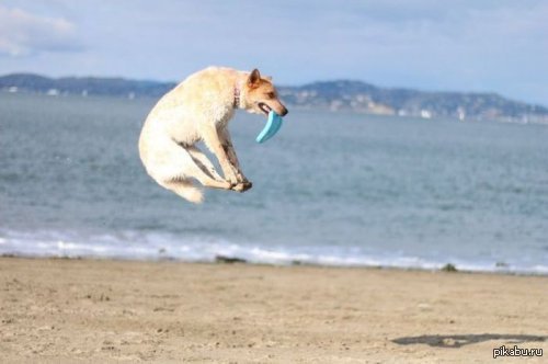 Playing - Games, Dog, Sea