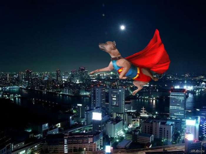 superdog - My, Photoshop, Pets, Superheroes