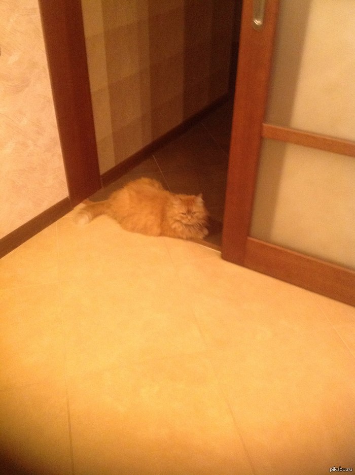 ���-��������