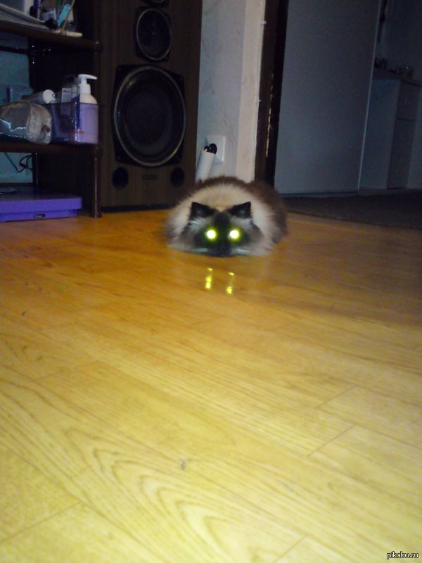 terminator cat - My, cat, Lamp