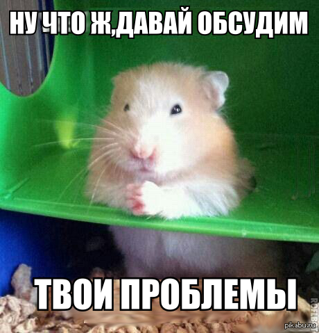 Хомяк картинки с надписями, больному