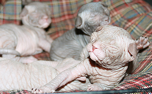 Кошки рождаются с шерстью. Новорожденные котята сфинкса. Новорождённые котята канадского сфинкса. Донской сфинкс Новорожденные котята. Сфинкс кошка котята Новорожденные.
