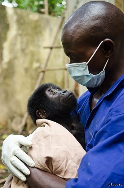 Gratitude - Nature, Gorilla, Doctors, The rescue, Надежда