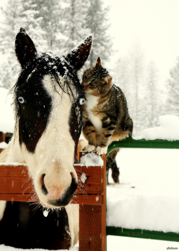 Кошка лошадка. Лошадки и кошки. Смешной конь. Кошка и конь. Лошадка и кот.