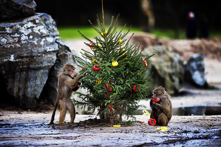 Год обезьяны животных. Обезьяна с елкой. Новогодняя смешная обезьянка. Обезьяна рядом с ёлкой. Новогодние макаки.