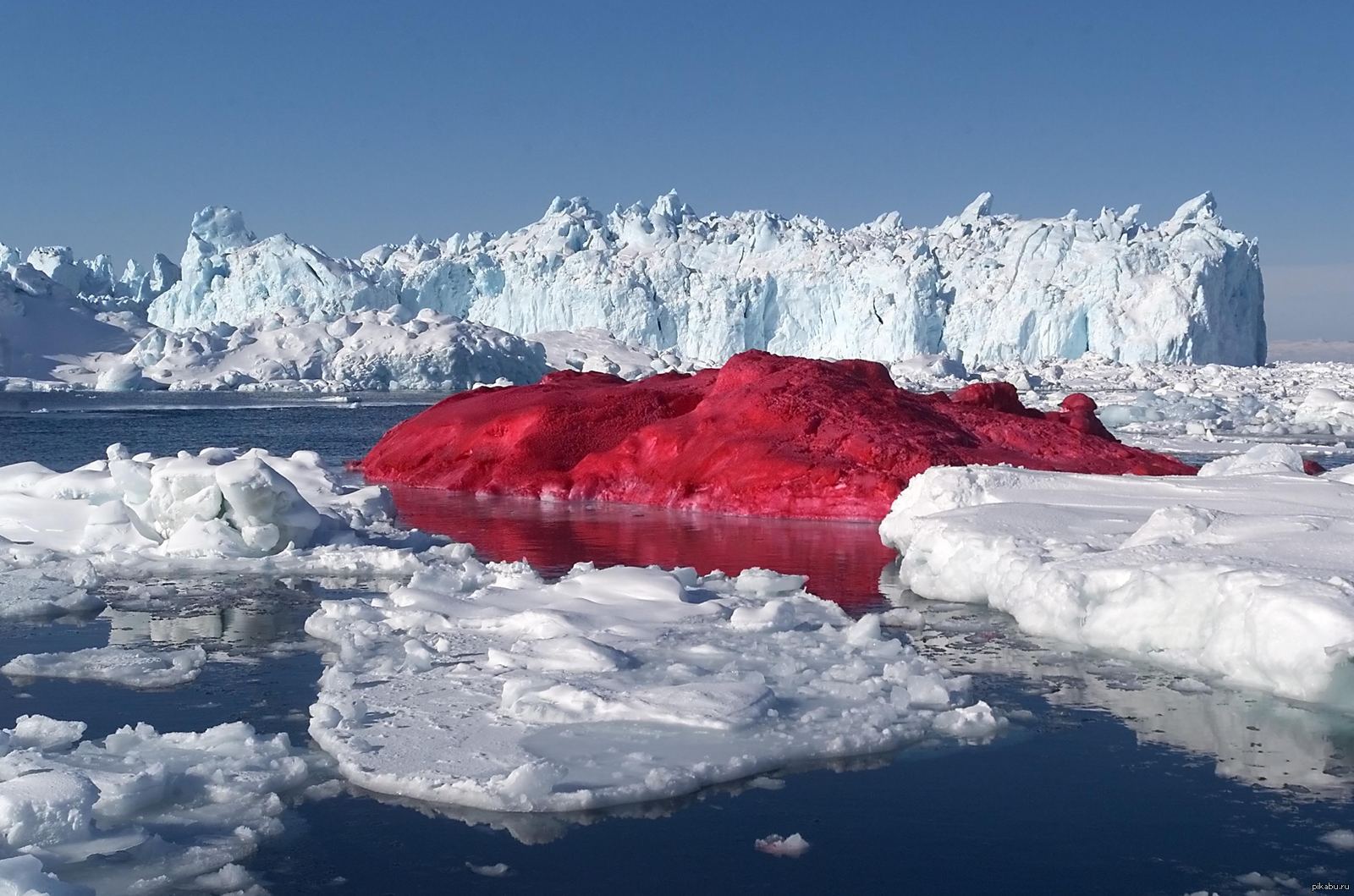 Красная снежка. Марко Эваристти Айсберг. Кровавый водопад в Антарктиде. Ледник Тейлора Кровавый водопад. Красный снег в Антарктиде.