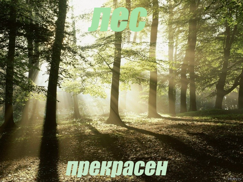 Лес... | Пикабу