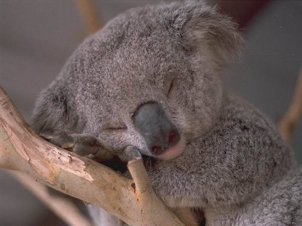 Сколько спят коалы. Сумчатый Ленивец. Коала и Ленивец. Спящий коала.