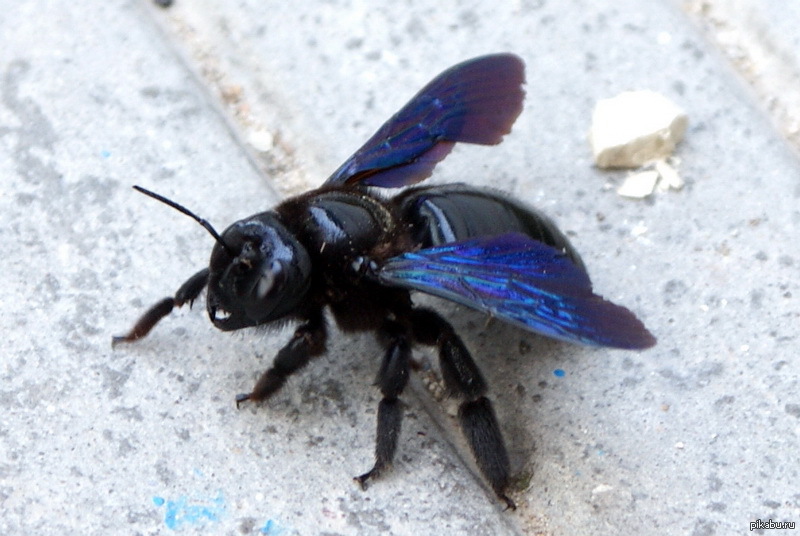 Черное насекомое похожее. Пчела-плотник Xylocopa Valga. Шмель-плотник фиолетовый( Xylocopa violacea ). Шмель древоточец. Шершень Дыбовского черный Шершень.