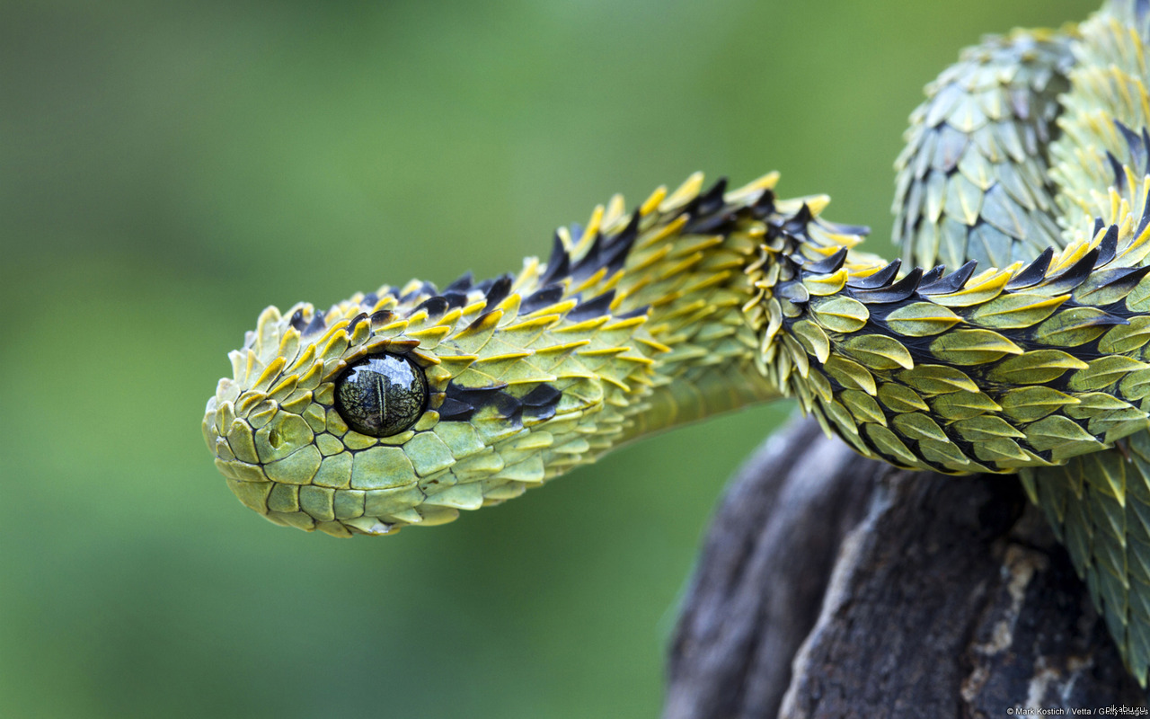 Зеленая древесная гадюка. Кустарниковая гадюка (Atheris. Колючая кустарниковая гадюка. Шершавая древесная гадюка (Atheris squamigera). АТЕРИС змея.