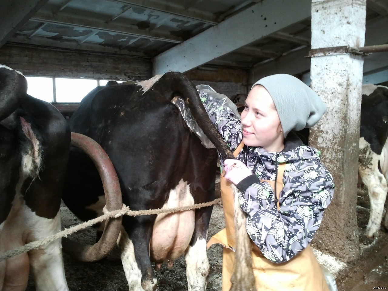 Cows love us :) - Other, My, NSFW