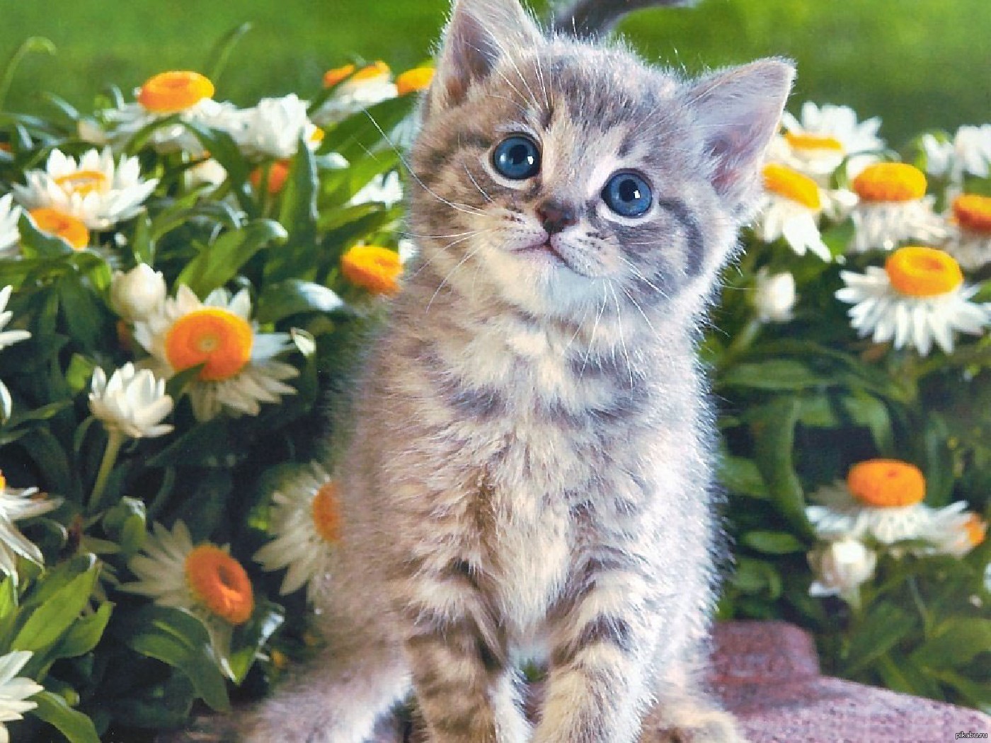 Котенок любит играть с цветами. Красивые котята. Обои с котятами. Милые котята. Красивые котятки.