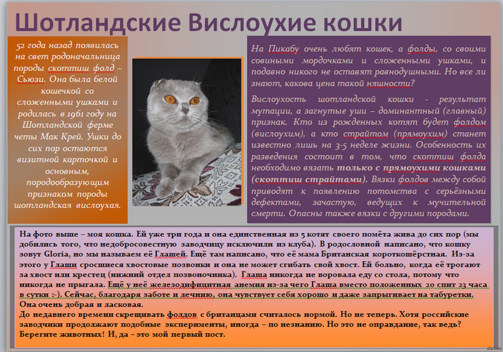 Вислоухий кот описание