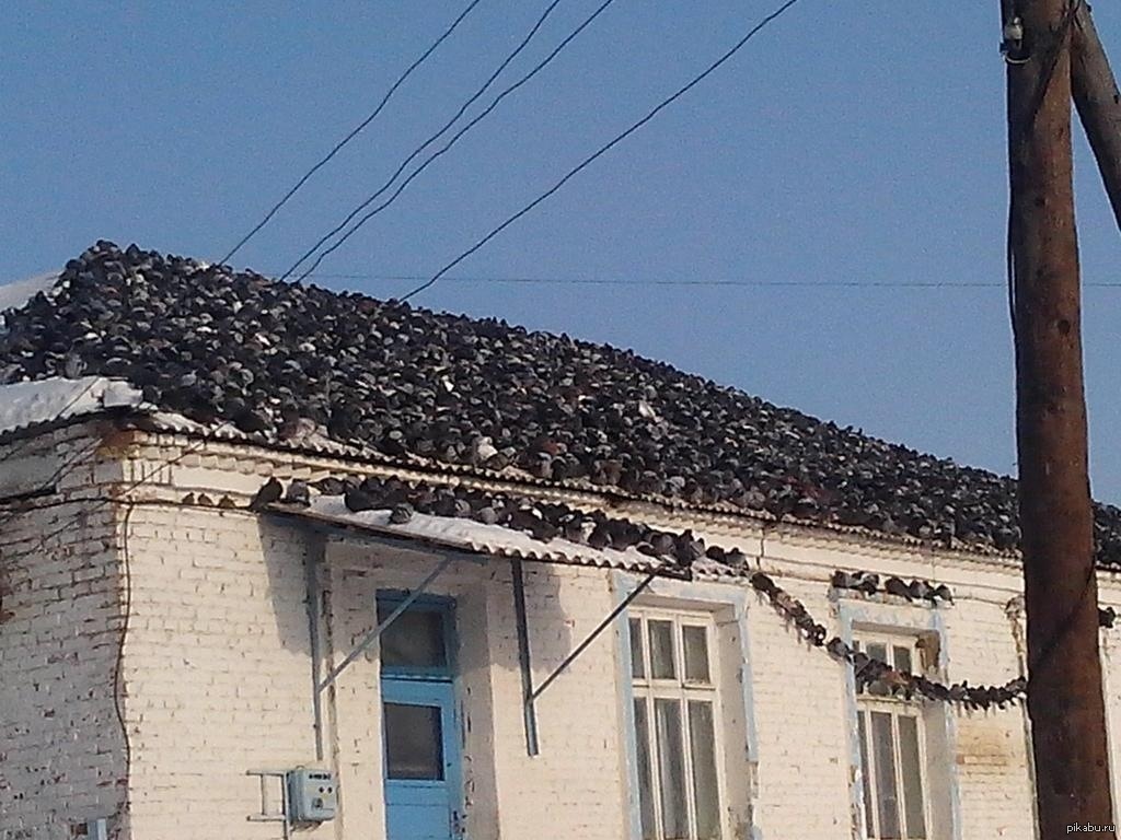 Приколы картинки на крыше, крестнику
