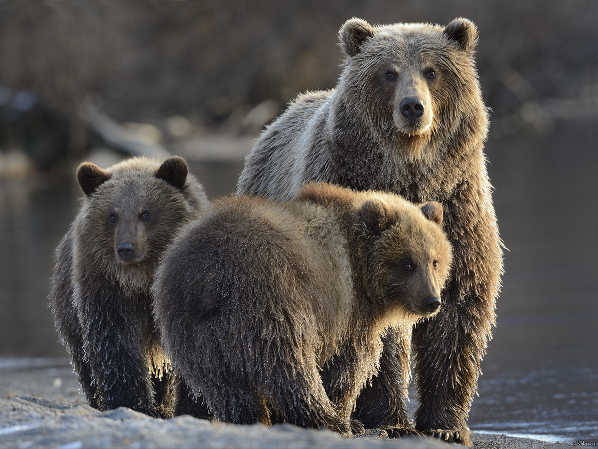 Семья диких животных. Бурый медведь Пестун. Широколиственные леса бурый медведь. Бурый медведь Красноярского края. Отряд Хищные бурый медведь.