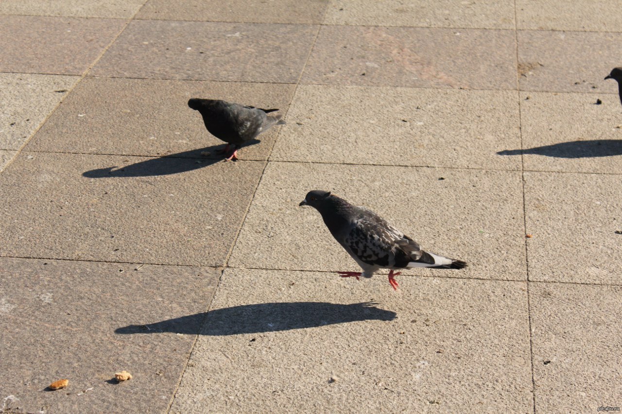 йа бегуууу!!! | Пикабу