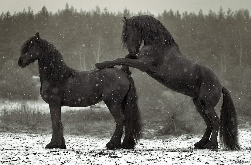 Эта лошадь красива и своенравна. Спаривание Жеребцов. Красивые лошади. Лошадь фото. Лошадь черный.