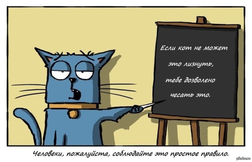 Правило кошки. Правила поведения для котов. Кошачий этикет приколы. Правила прикол. Правила поведения с котом.