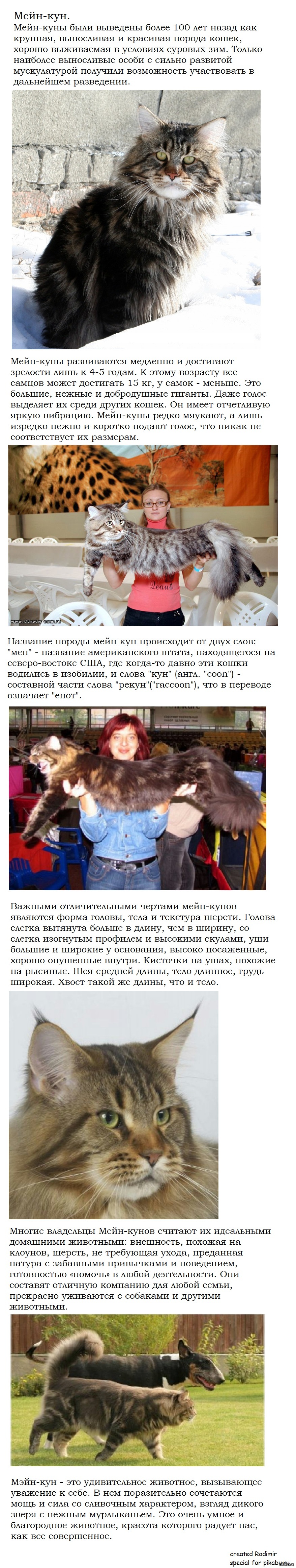 Мейн-кун. | Пикабу