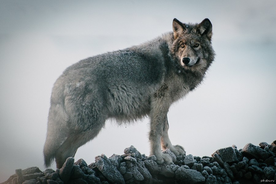 Волк силен и. Чукотка волки. Тундровый волк. Кавказский волк.