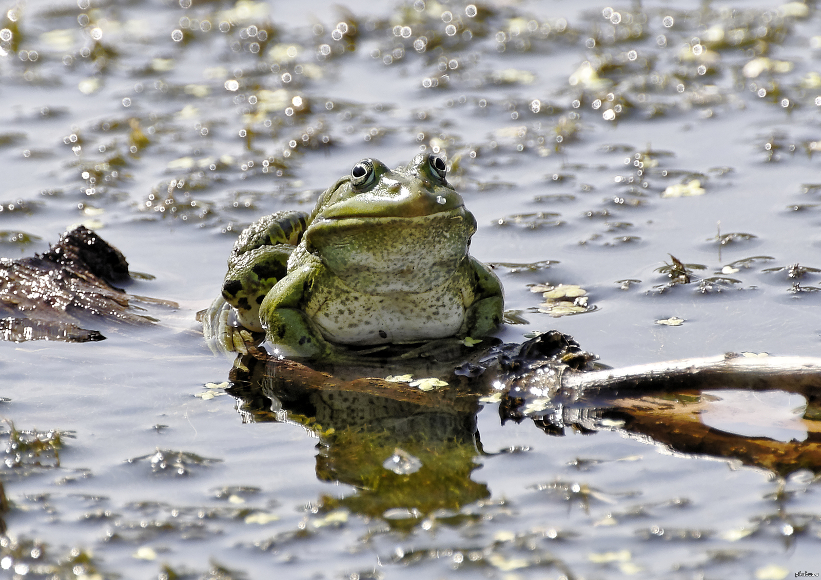Добыча лягушек. Болотная жаба. Жаба КВА КВА. Лягушка квакает КВА КВА. Лягушка на болоте.
