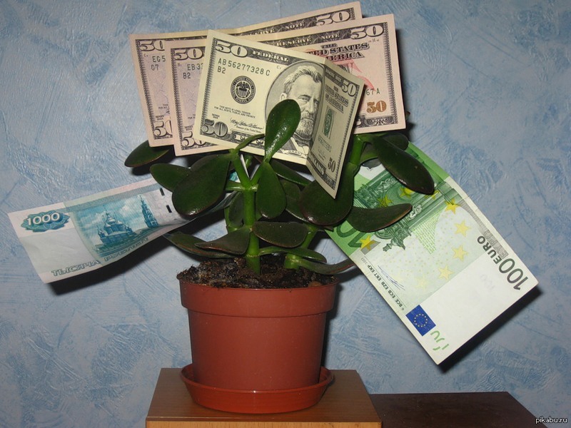 Цветок достатка. Денежное дерево. Дерево с деньгами. Денежное дерево с купюрами. Комнатный цветы к деньгам.