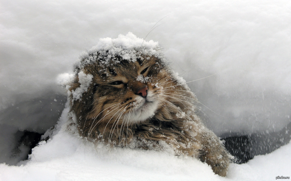 Снег голодный. Кот зимой. Кот в снегу. Пушистый снег. Кот мерзнет снег.
