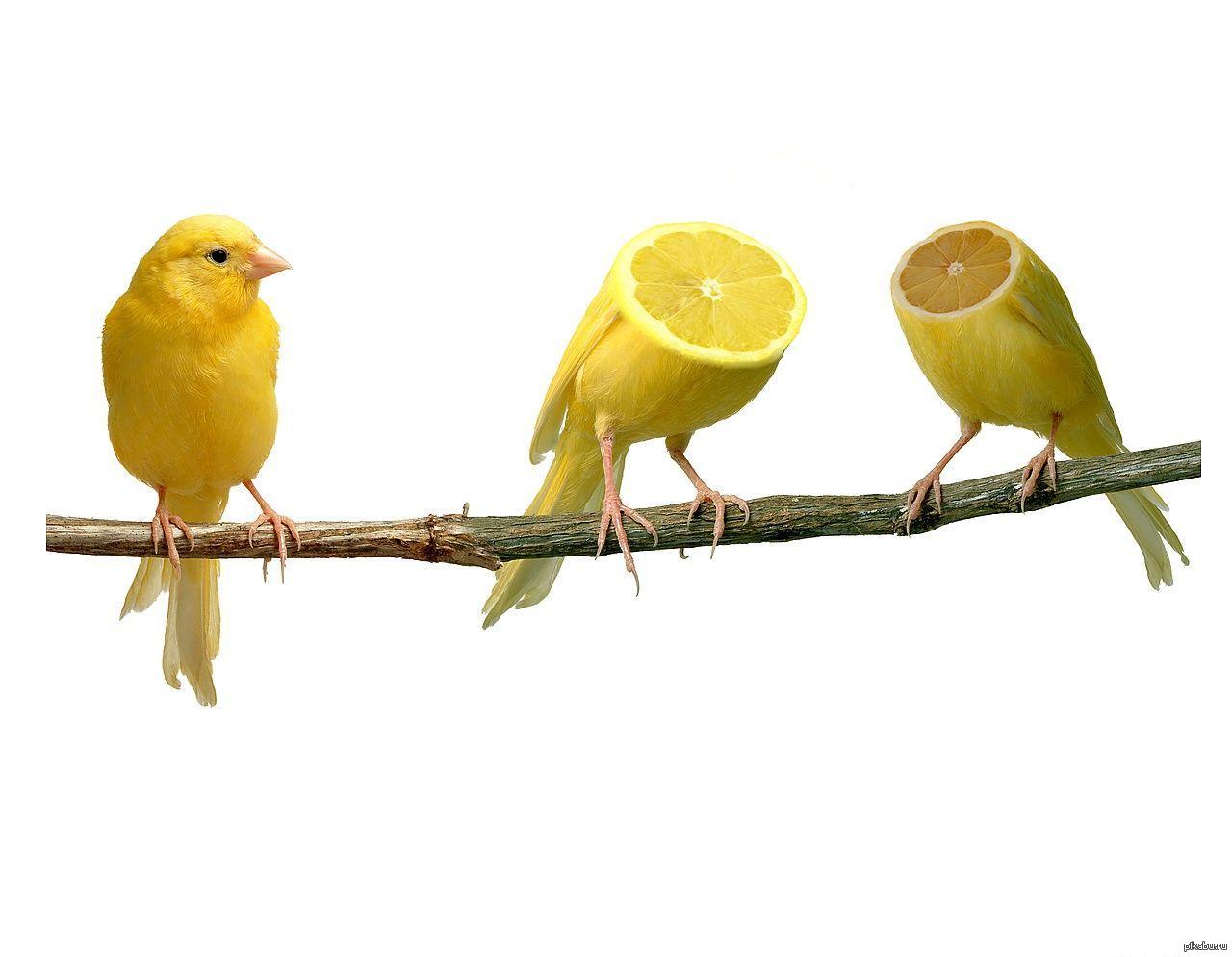 Птица Лимонного Цвета
