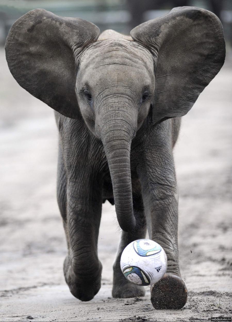 Play elephant. Смешной слон. Смешные слоны. Смешной Слоник. Слоны фото.