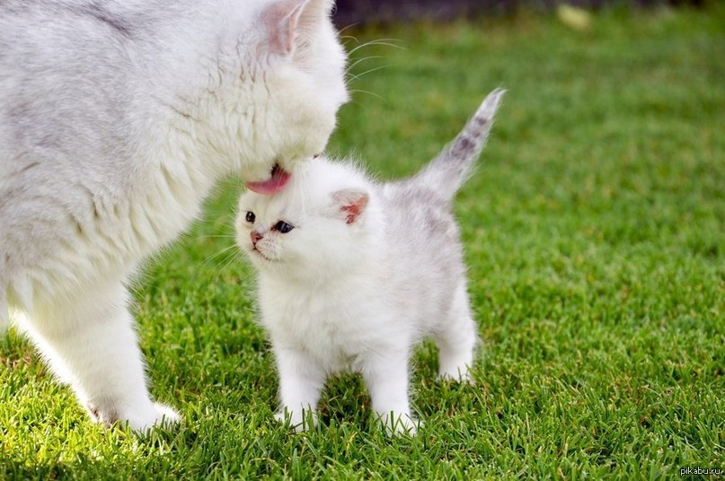 Котенок вылизывает котенка. Кошка вылизывает котенка. Кошка с котятами. Кошка заботится о котятах. Забота о котенке.