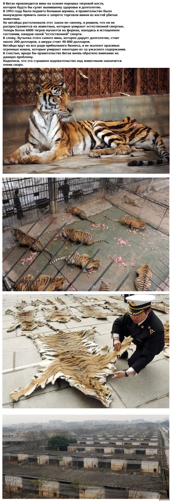 They torture tigers to death to make wine from their bones. - NSFW, Society