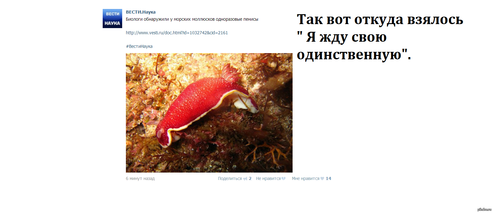 Моллюски такие моллюски :D | Пикабу