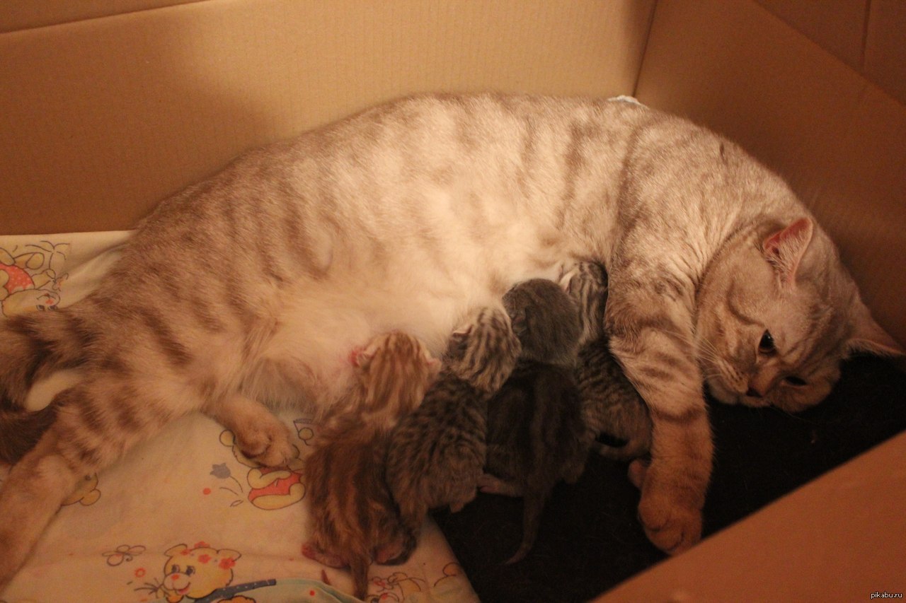 Кошка и котята после родов