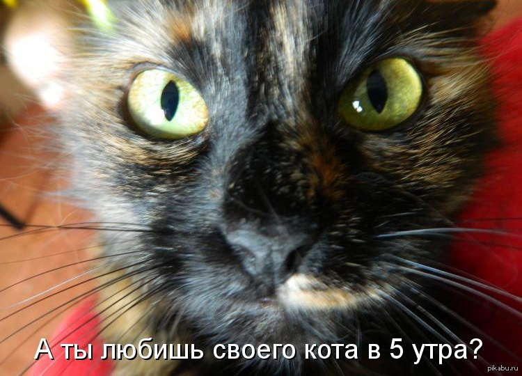 Своего кота. Кот в пять утра. Без кота и жизнь не та приколы. Котоматрица утро. Котоматрица без кота и жизнь не та.