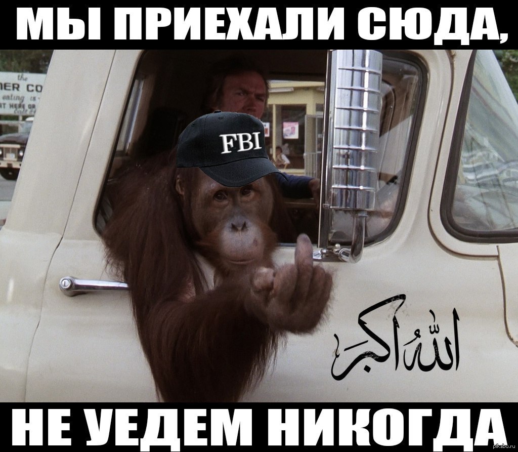 Monkey driving. Обезьяна за рулем. Обезьяна в машине. Обезьяна в автосервисе. Обезьяны в тачке.