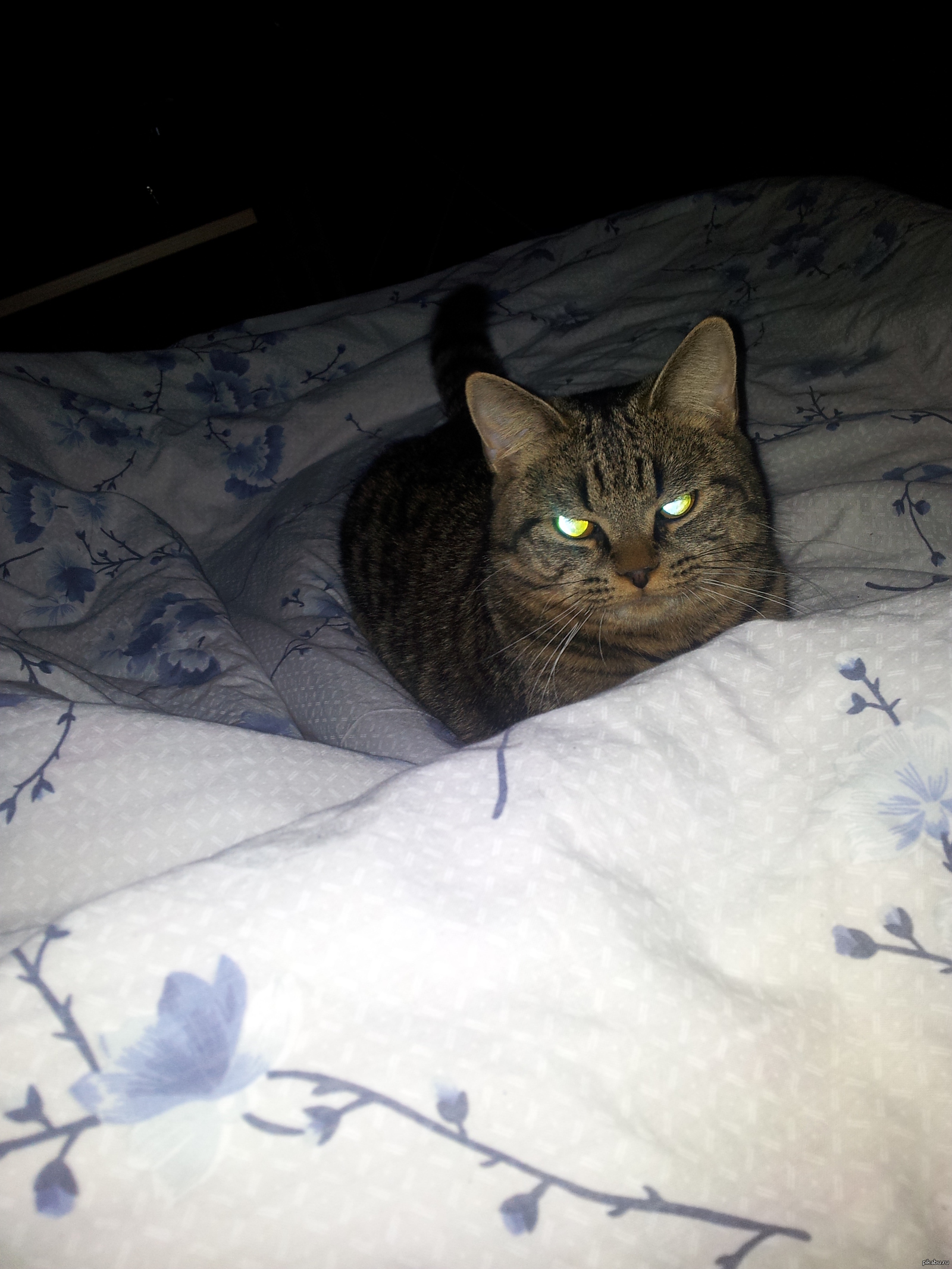 Кот домашний на кровати