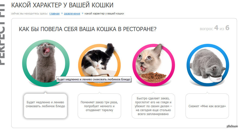 Скачать песню характер кошки