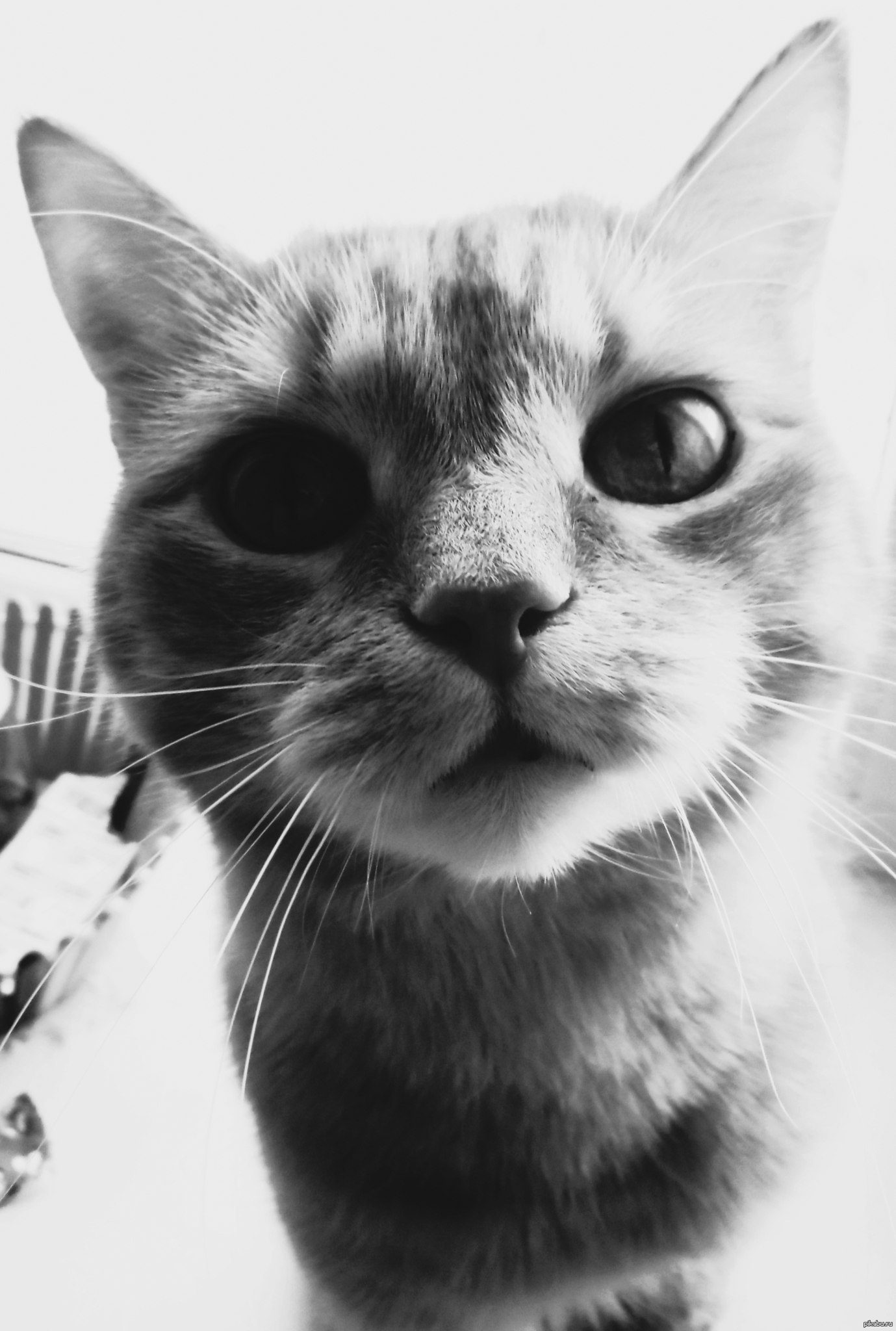 Моему коту уже 10 лет:) | Пикабу