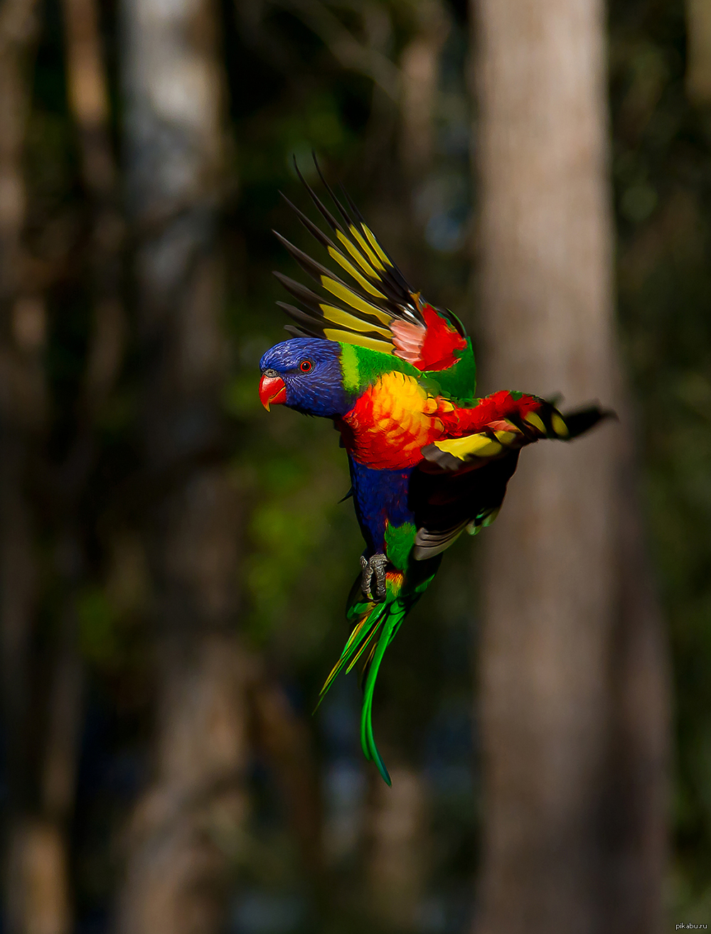Разноцветное какаду. Радужный лорикет. Красивые попугаи. Тропический попугай. Яркие птицы в полете.