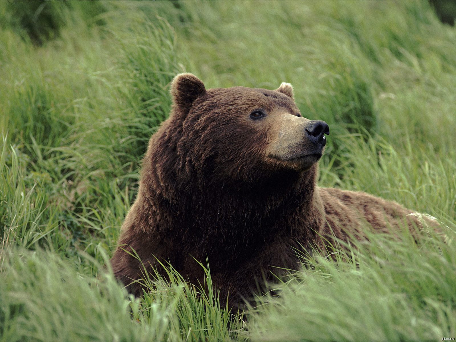 Медведь. Бурый медведь. Медведь Гризли. Красивый медведь. Медведь обои.