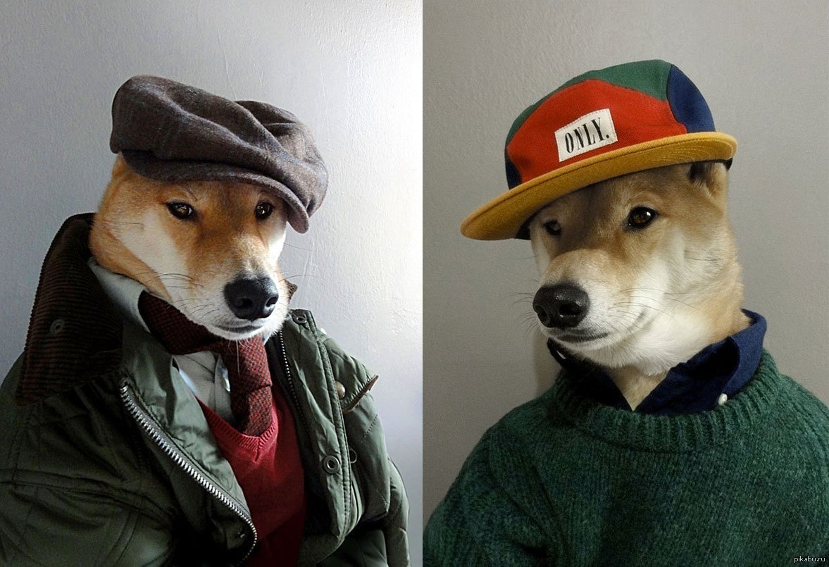 Собака в форме человека. Одетые собаки. Собака в кепке. Одежда для собак. Собака в человеческой одежде.