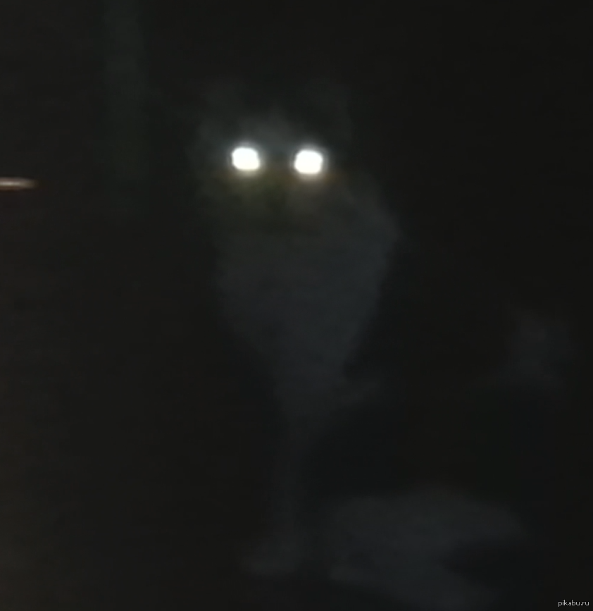 Светящиеся глаза в темноте. Светящиеся желтые глаза. Почему у людей не светятся глаза. Приведение светятся глаза. Светящиеся глаза в темноте.