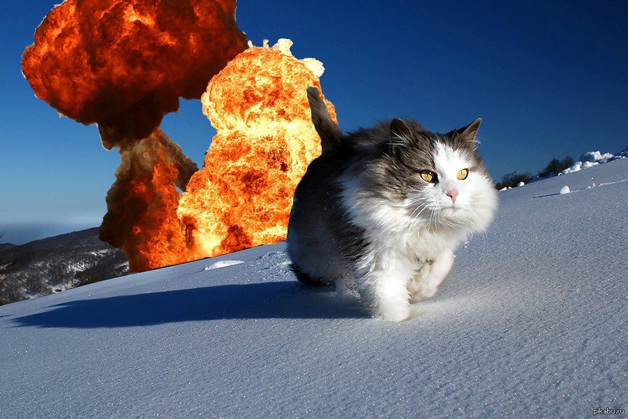 Уходящий Кот Картинки