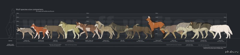 Серый размер. Рост волка в холке. Волк ужасный рост в холке. Волк рост в холке вес. Сравнение размеров Волков.